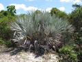 Serenoa repens